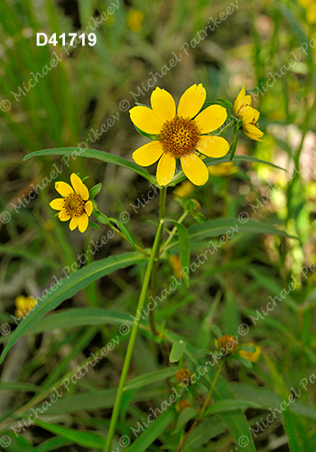 Nodding Beggarticks (Bidens cernua)